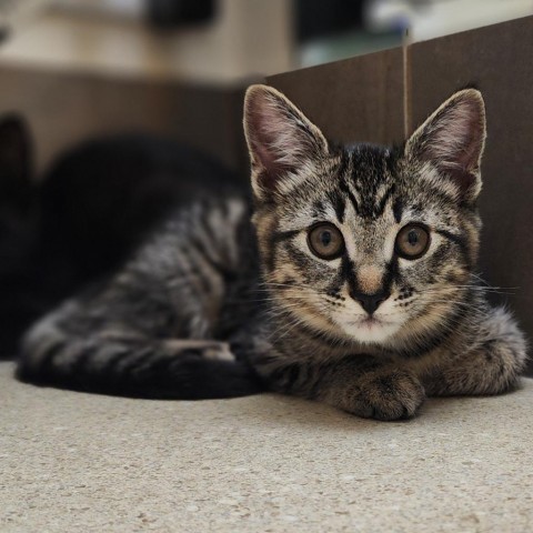 Gabriella, an adoptable Domestic Short Hair in Meridian, ID, 83680 | Photo Image 1