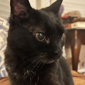 Tilly, Senior Female unknown