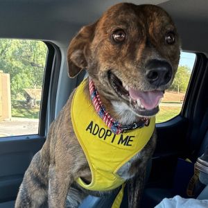 Bentley, Young Male Mixed Breed