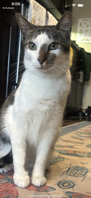 ANGIE - Sweet Tabby Mix - FIV/Sec. Chance