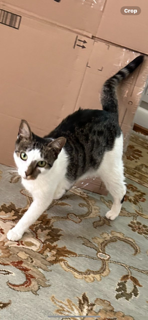 ANGIE - Sweet Tabby Mix - FIV/Sec. Chance