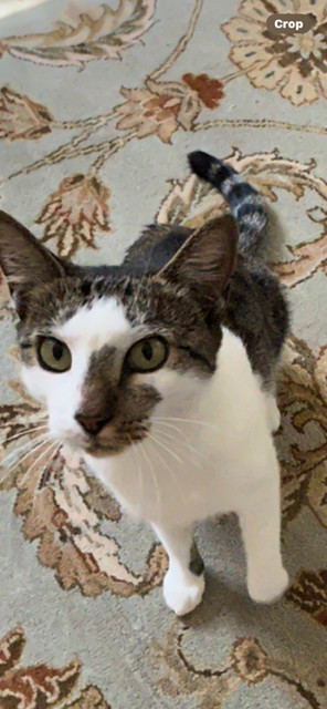 ANGIE - Sweet Tabby Mix - FIV/Sec. Chance