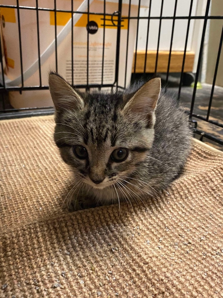 Tiki, an adoptable Domestic Short Hair in Eufaula, AL, 36027 | Photo Image 1
