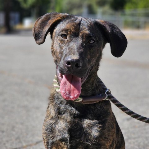 Luke, an adoptable Plott Hound in Mount Shasta, CA, 96067 | Photo Image 1