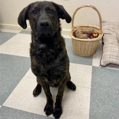 Luke, an adoptable Plott Hound in Mount Shasta, CA, 96067 | Photo Image 2