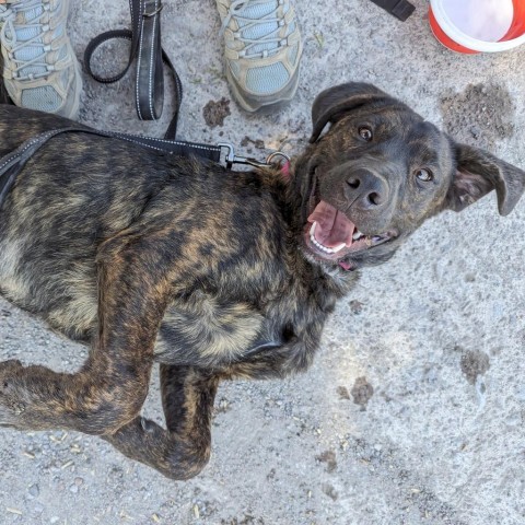 Luke, an adoptable Plott Hound in Mount Shasta, CA, 96067 | Photo Image 3