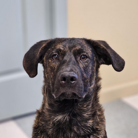 Luke, an adoptable Plott Hound in Mount Shasta, CA, 96067 | Photo Image 4