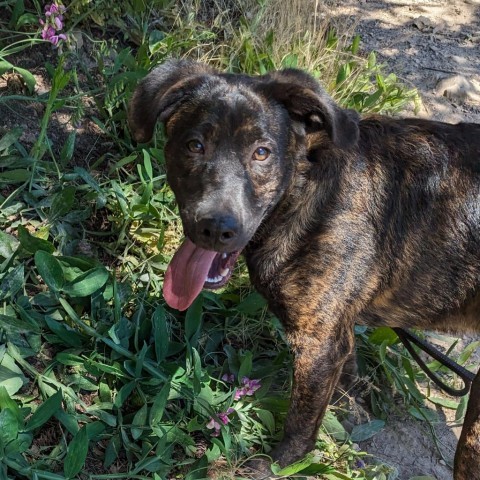 Luke, an adoptable Plott Hound in Mount Shasta, CA, 96067 | Photo Image 5