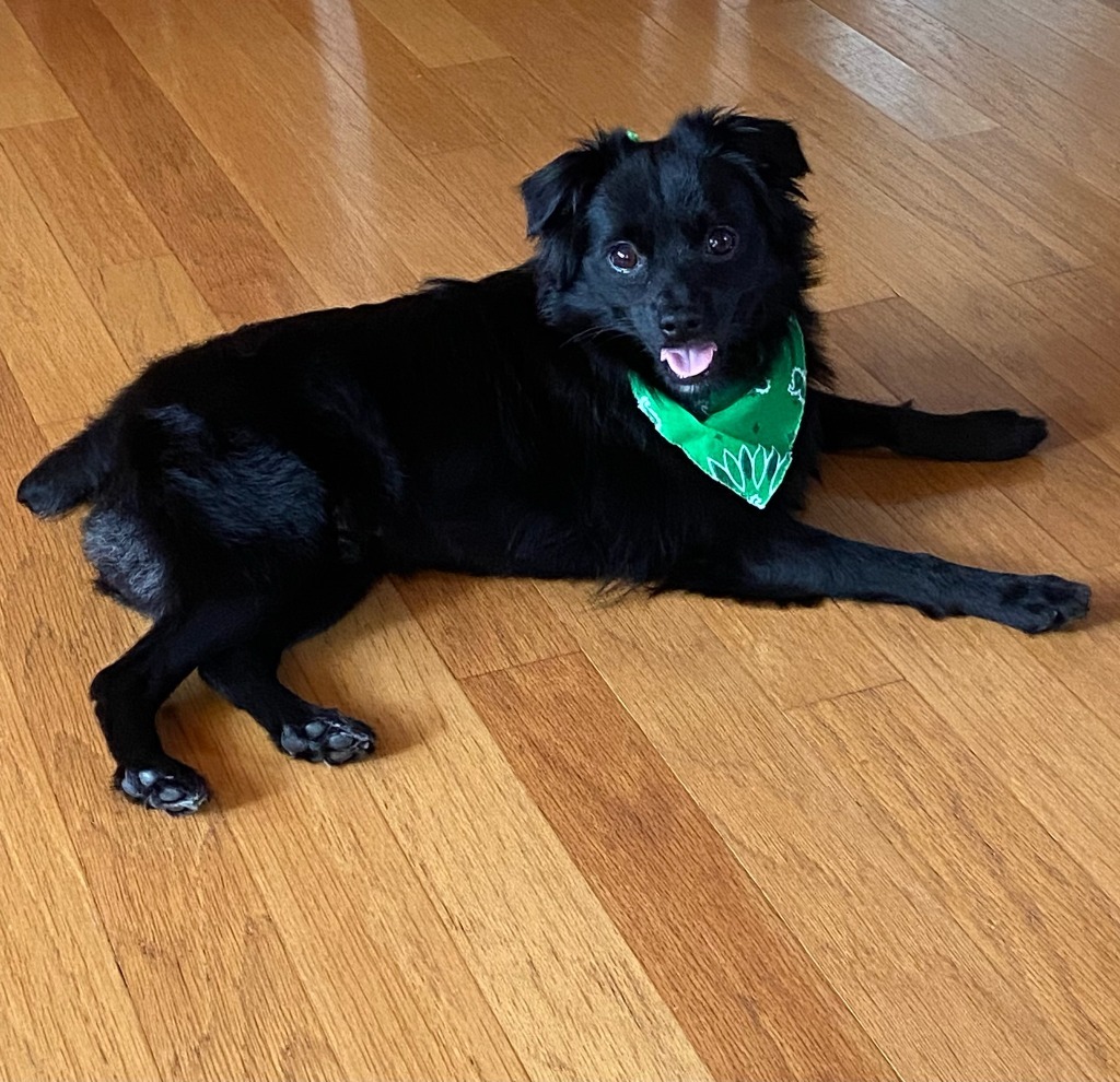 Enzo, an adoptable Papillon, Mixed Breed in Fall River, MA, 02724 | Photo Image 1