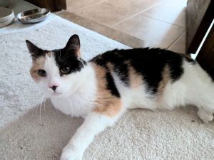 Molly, Senior Female Domestic Short Hair