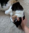 Molly photo 2