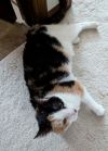Molly photo 3
