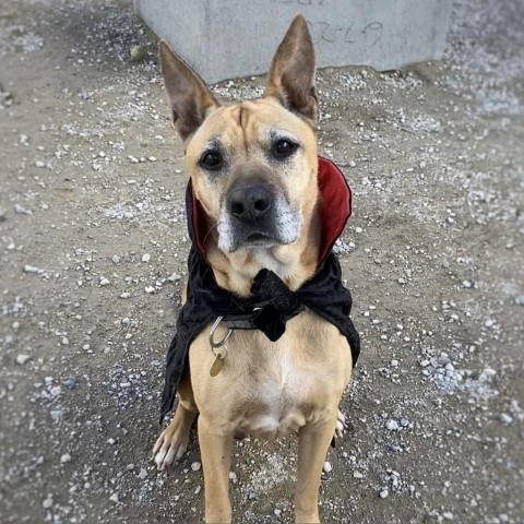 Kilo, an adoptable Great Dane, Shepherd in Spanish Fork, UT, 84660 | Photo Image 2