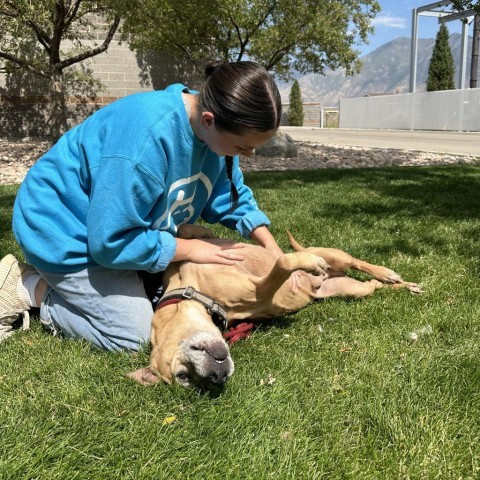 Kilo, an adoptable Great Dane, Shepherd in Spanish Fork, UT, 84660 | Photo Image 3