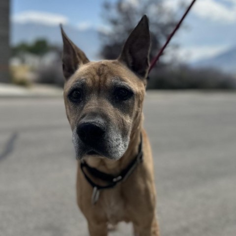 Kilo, an adoptable Great Dane, Shepherd in Spanish Fork, UT, 84660 | Photo Image 6