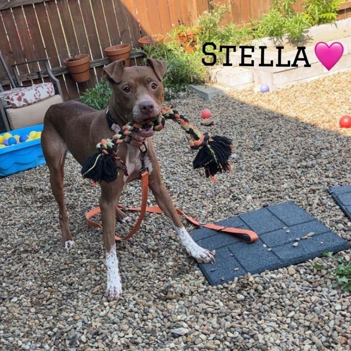 Stella 3