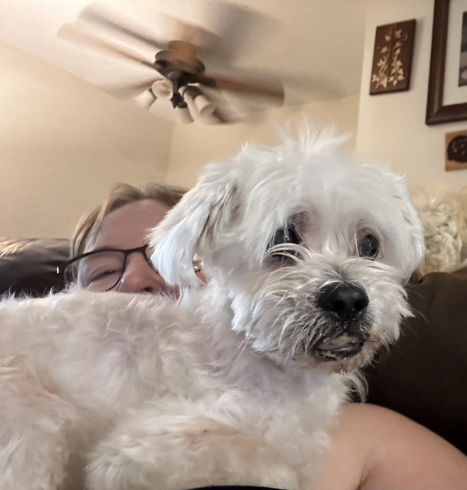 Maltipeke - Fluffy, an adoptable Maltese, Pekingese in Omaha, NE, 68137 | Photo Image 1