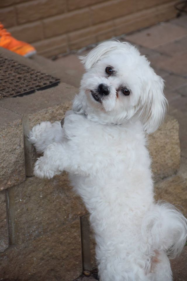 Maltipeke - Fluffy, an adoptable Maltese, Pekingese in Omaha, NE, 68137 | Photo Image 2