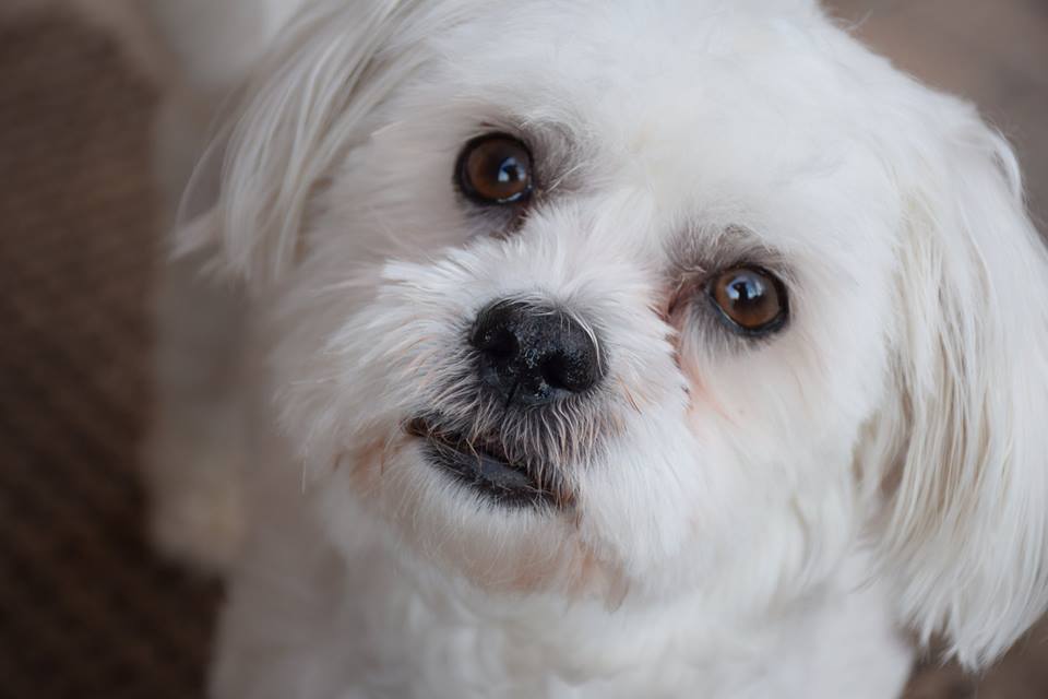 Maltipeke - Fluffy, an adoptable Maltese, Pekingese in Omaha, NE, 68137 | Photo Image 3