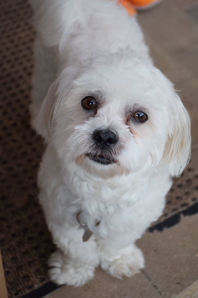 Maltipeke - Fluffy, an adoptable Maltese, Pekingese in Omaha, NE, 68137 | Photo Image 4