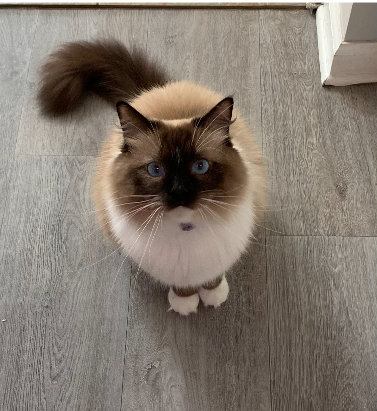 Gypsy, an adoptable Ragdoll in Virginia Beach, VA, 23455 | Photo Image 1