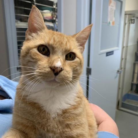 Cheddar, an adoptable Domestic Short Hair in Fort Bragg, CA, 95437 | Photo Image 1