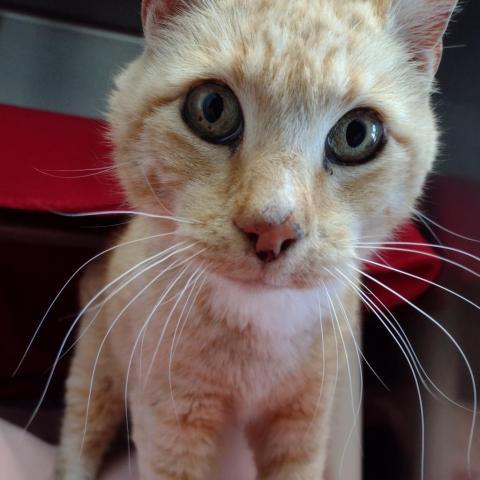 Cheddar, an adoptable Domestic Short Hair in Fort Bragg, CA, 95437 | Photo Image 2