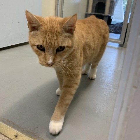 Cheddar, an adoptable Domestic Short Hair in Fort Bragg, CA, 95437 | Photo Image 3