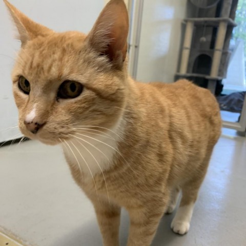 Cheddar, an adoptable Domestic Short Hair in Fort Bragg, CA, 95437 | Photo Image 4