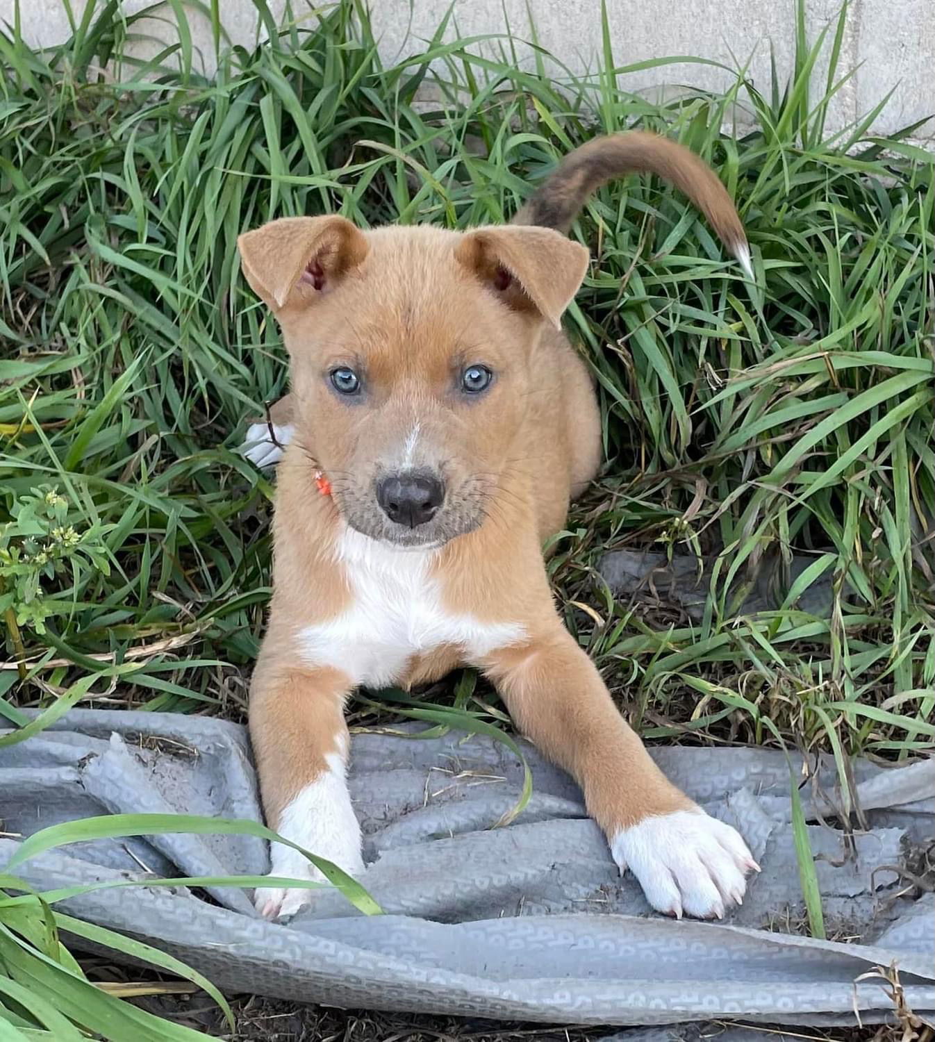 Star, an adoptable Shepherd in Duluth, MN, 55807 | Photo Image 2