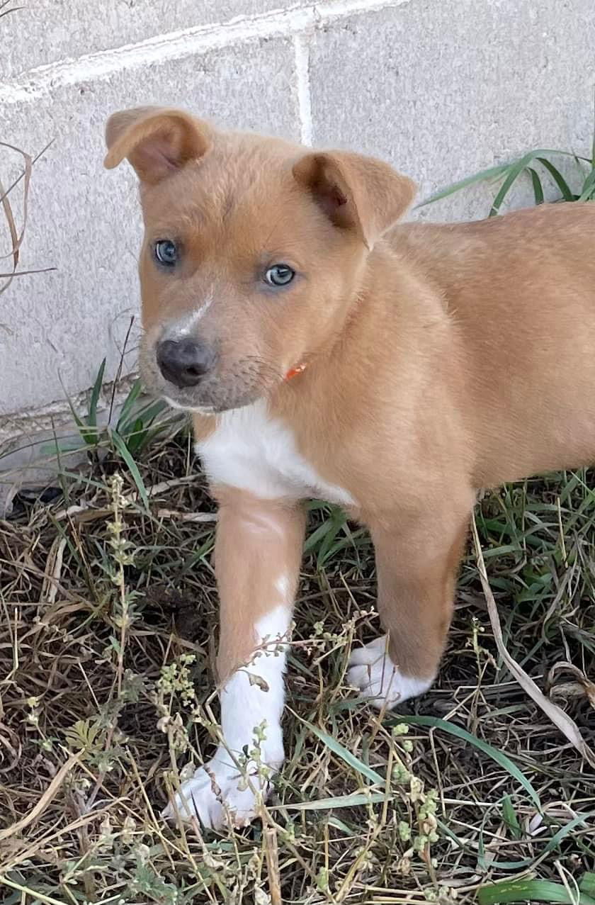 Star, an adoptable Shepherd in Duluth, MN, 55807 | Photo Image 3