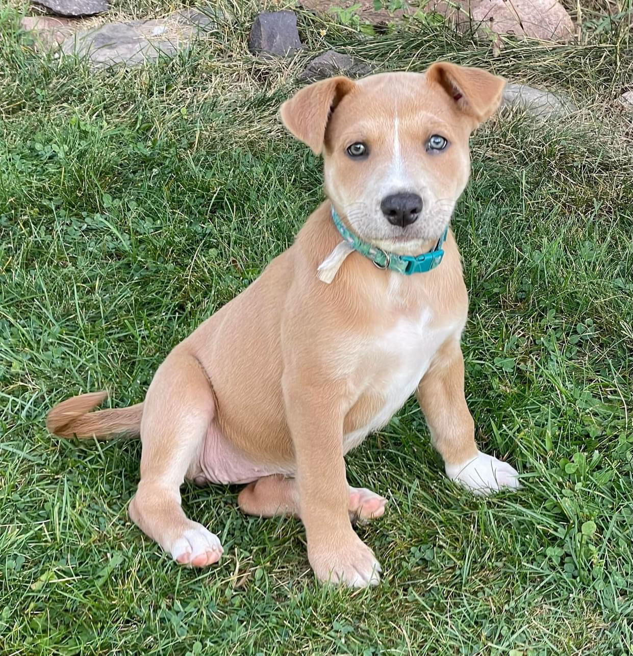 Sylvie, an adoptable Shepherd in Duluth, MN, 55807 | Photo Image 2