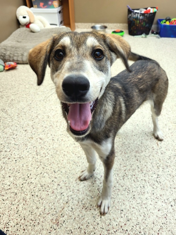 Ivan 42637, an adoptable Labrador Retriever, Siberian Husky in Pocatello, ID, 83205 | Photo Image 1