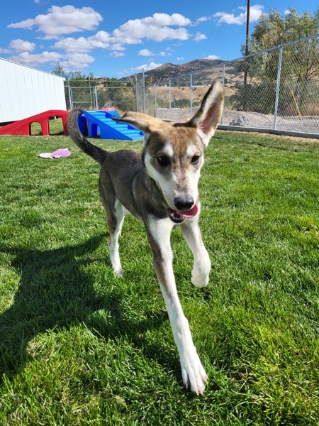 Ivan 42637, an adoptable Labrador Retriever, Siberian Husky in Pocatello, ID, 83205 | Photo Image 2