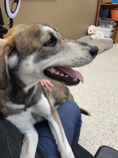 Ivan 42637, an adoptable Labrador Retriever, Siberian Husky in Pocatello, ID, 83205 | Photo Image 3