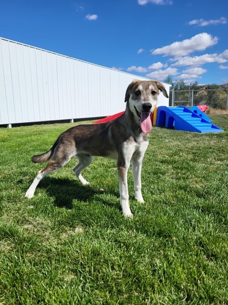 Ivan 42637, an adoptable Labrador Retriever, Siberian Husky in Pocatello, ID, 83205 | Photo Image 4