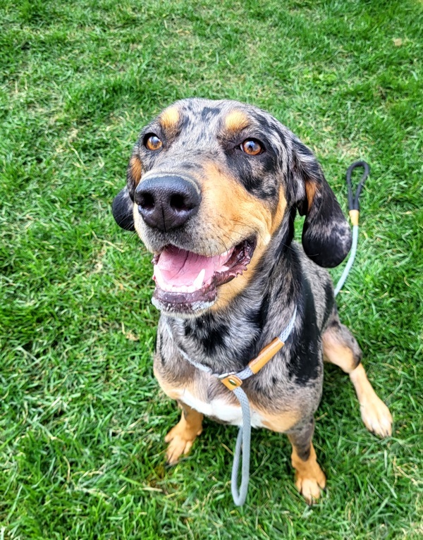 Katie 42685, an adoptable Catahoula Leopard Dog in Pocatello, ID, 83205 | Photo Image 1