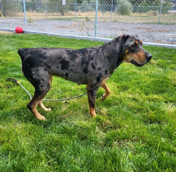 Katie 42685, an adoptable Catahoula Leopard Dog in Pocatello, ID, 83205 | Photo Image 2