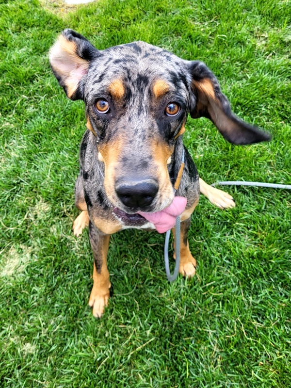 Katie 42685, an adoptable Catahoula Leopard Dog in Pocatello, ID, 83205 | Photo Image 3