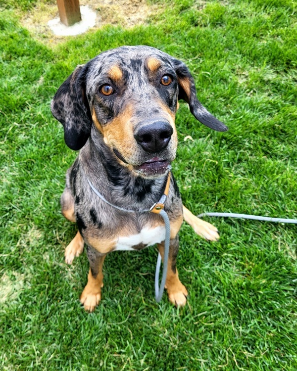 Katie 42685, an adoptable Catahoula Leopard Dog in Pocatello, ID, 83205 | Photo Image 4