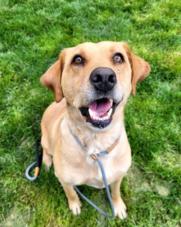 Nala 42692, an adoptable Labrador Retriever in Pocatello, ID, 83205 | Photo Image 1