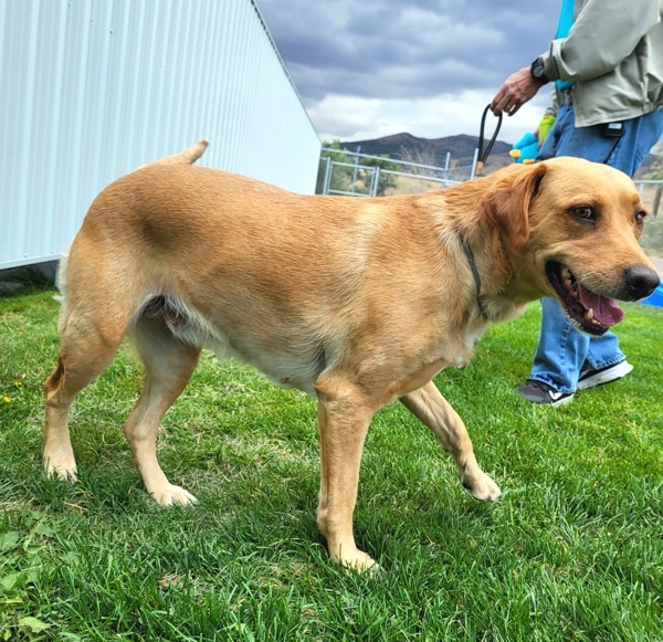 Nala 42692, an adoptable Labrador Retriever in Pocatello, ID, 83205 | Photo Image 2