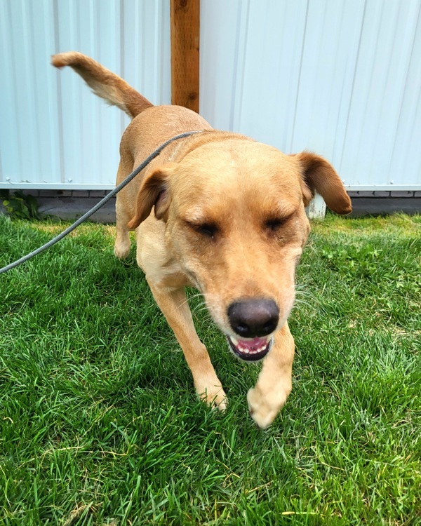 Nala 42692, an adoptable Labrador Retriever in Pocatello, ID, 83205 | Photo Image 3