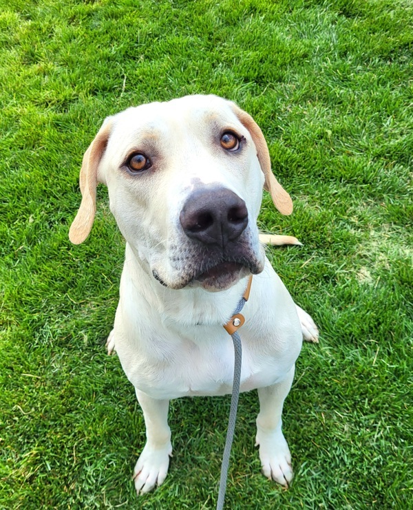 Nigel 42670, an adoptable Labrador Retriever, Pit Bull Terrier in Pocatello, ID, 83205 | Photo Image 1