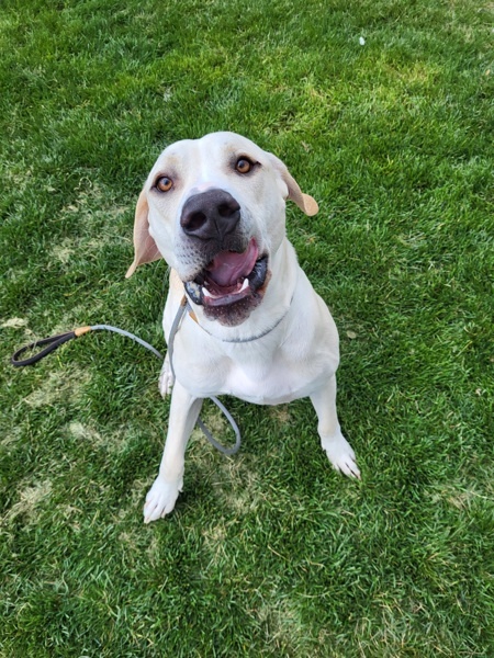 Nigel 42670, an adoptable Labrador Retriever, Pit Bull Terrier in Pocatello, ID, 83205 | Photo Image 2