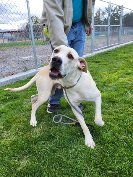 Nigel 42670, an adoptable Labrador Retriever, Pit Bull Terrier in Pocatello, ID, 83205 | Photo Image 3