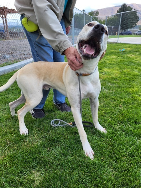 Nigel 42670, an adoptable Labrador Retriever, Pit Bull Terrier in Pocatello, ID, 83205 | Photo Image 4