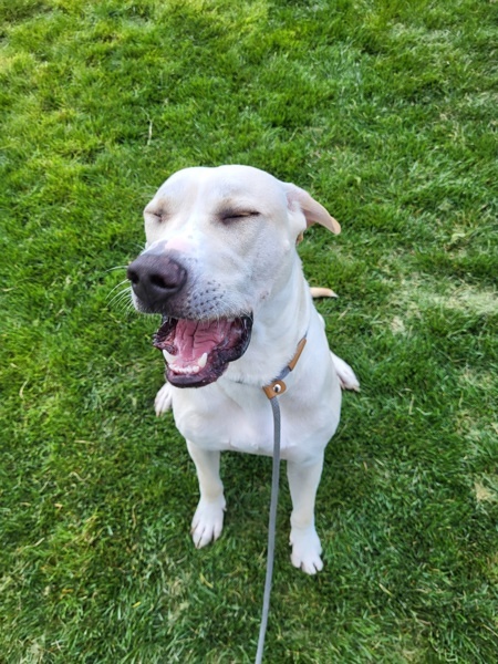 Nigel 42670, an adoptable Labrador Retriever, Pit Bull Terrier in Pocatello, ID, 83205 | Photo Image 5