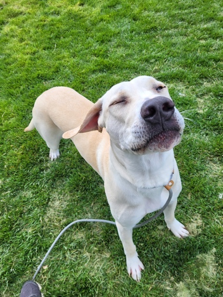 Nigel 42670, an adoptable Labrador Retriever, Pit Bull Terrier in Pocatello, ID, 83205 | Photo Image 6