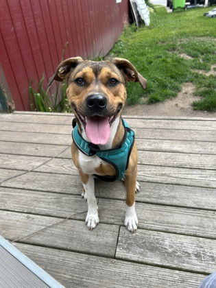 Lizzie, an adoptable Mixed Breed in Gwinn, MI, 49841 | Photo Image 1